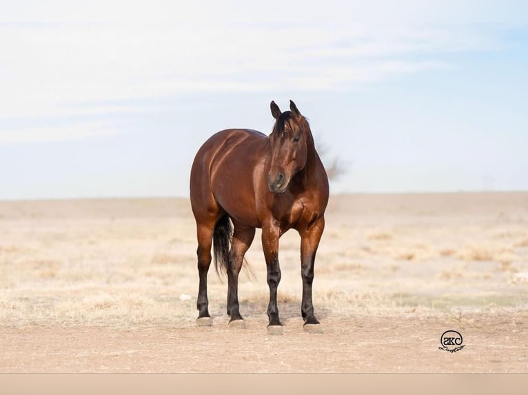 American Quarter Horse Giumenta 6 Anni 147 cm Baio ciliegia in Canyon, TX