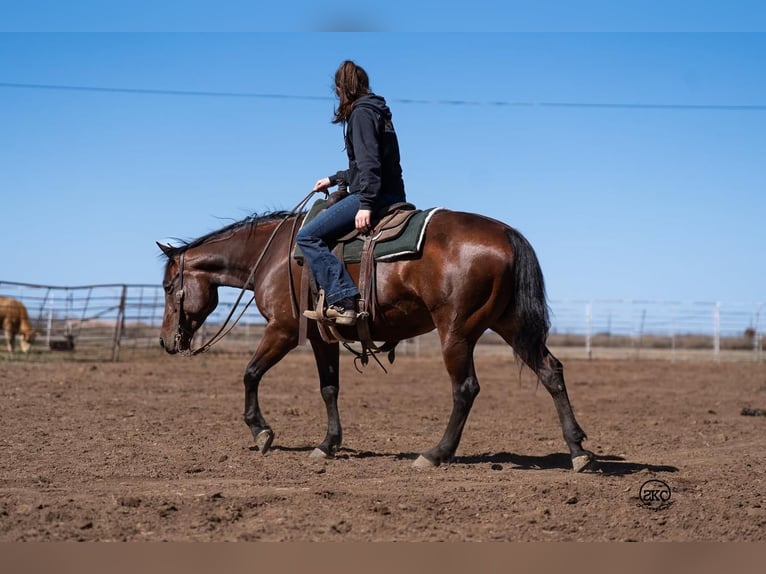 American Quarter Horse Giumenta 6 Anni 147 cm Baio ciliegia in Canyon, TX