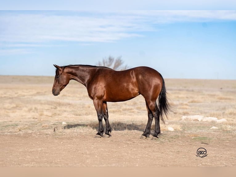 American Quarter Horse Giumenta 6 Anni 147 cm Baio ciliegia in Canyon, TX