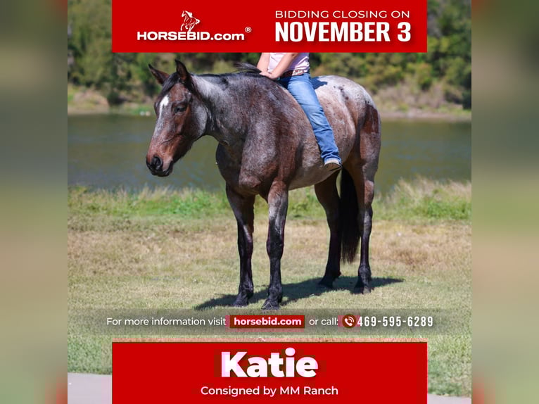 American Quarter Horse Giumenta 6 Anni 147 cm Baio roano in Forney, TX