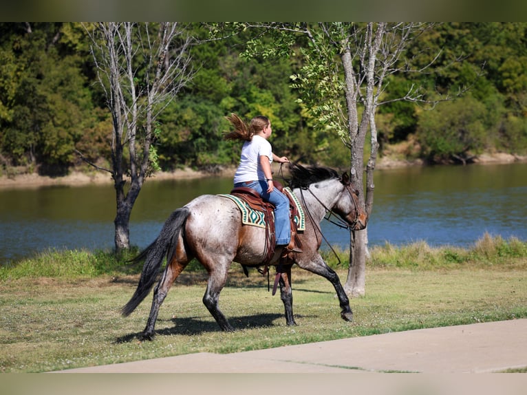 American Quarter Horse Giumenta 6 Anni 147 cm Baio roano in Forney, TX