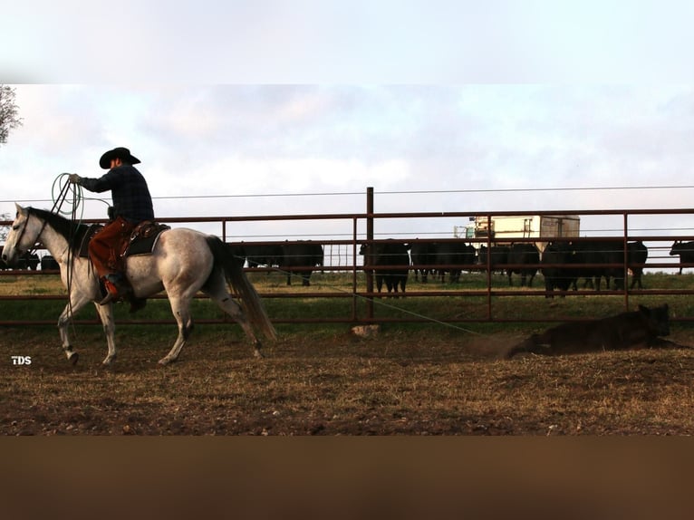 American Quarter Horse Giumenta 6 Anni 147 cm Grigio in Dublin