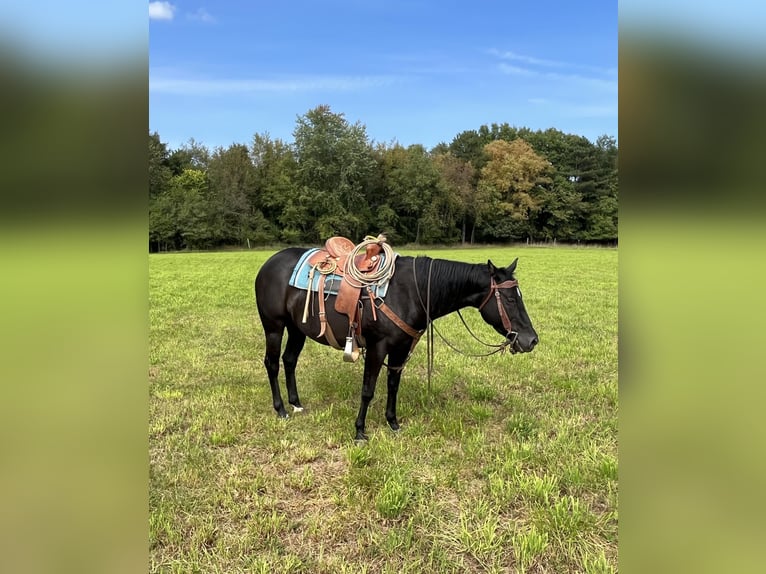 American Quarter Horse Giumenta 6 Anni 147 cm Morello in ROSEBUSH, MI