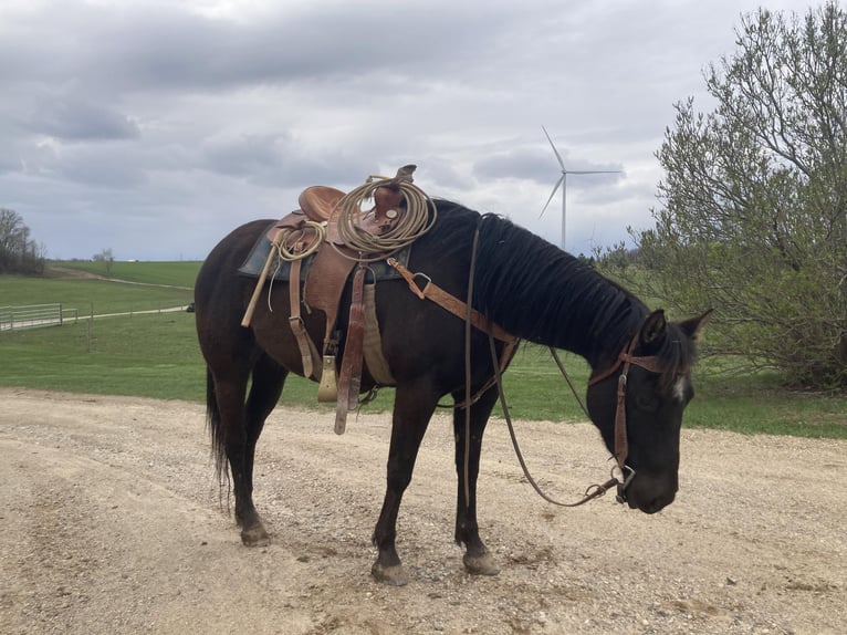 American Quarter Horse Giumenta 6 Anni 147 cm Morello in ROSEBUSH, MI