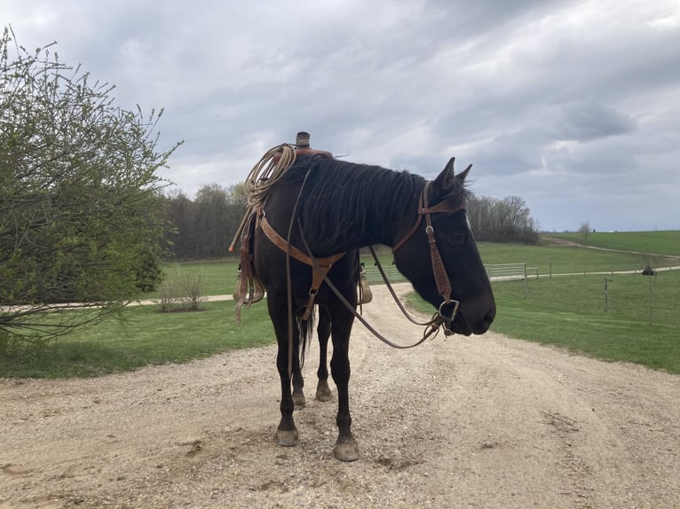 American Quarter Horse Giumenta 6 Anni 147 cm Morello in ROSEBUSH, MI