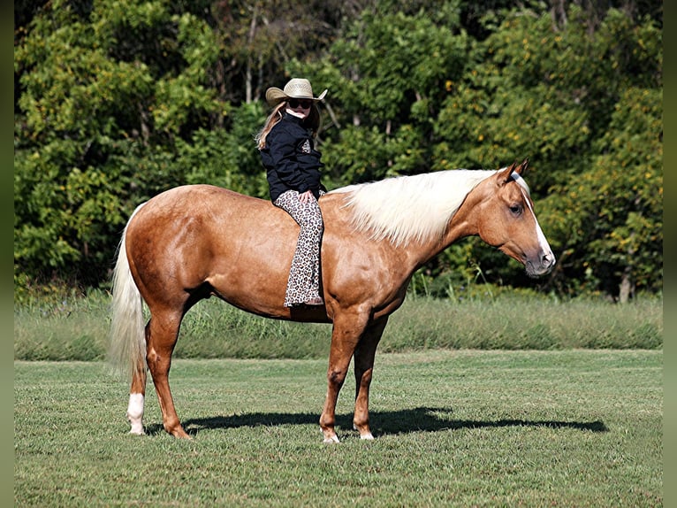 American Quarter Horse Giumenta 6 Anni 147 cm Palomino in El Paso TX