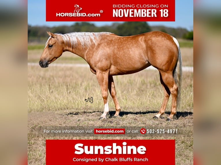 American Quarter Horse Giumenta 6 Anni 147 cm Palomino in Waco