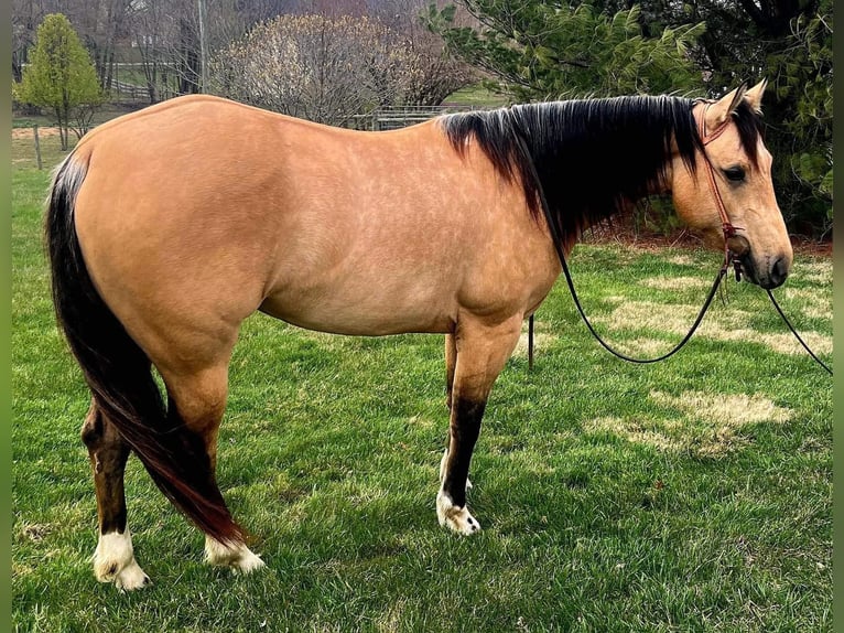 American Quarter Horse Giumenta 6 Anni 147 cm Pelle di daino in Sonora KY