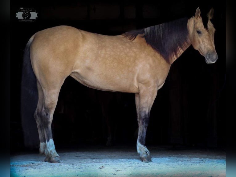 American Quarter Horse Giumenta 6 Anni 147 cm Pelle di daino in Sonora KY