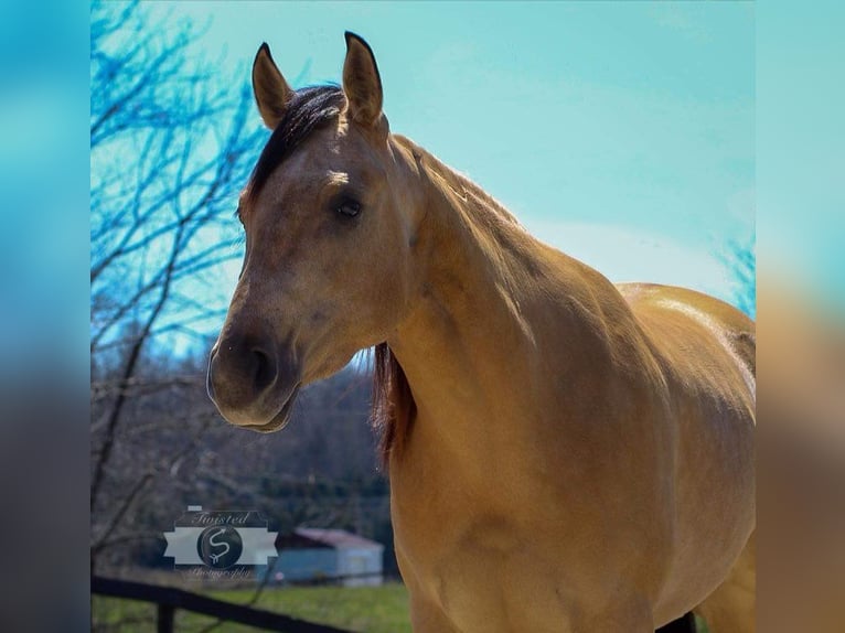 American Quarter Horse Giumenta 6 Anni 147 cm Pelle di daino in Sonora KY