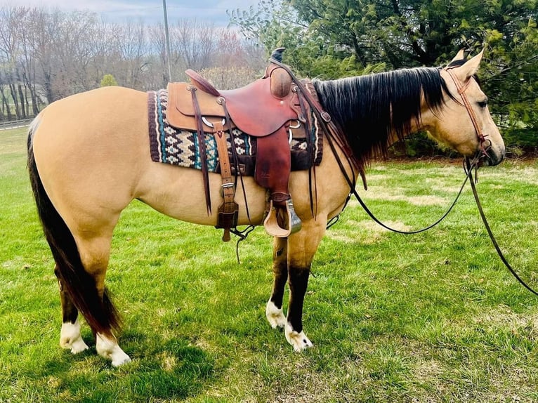 American Quarter Horse Giumenta 6 Anni 147 cm Pelle di daino in Sonora KY