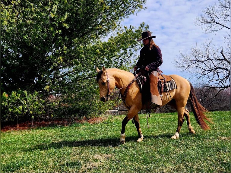 American Quarter Horse Giumenta 6 Anni 147 cm Pelle di daino in Sonora KY