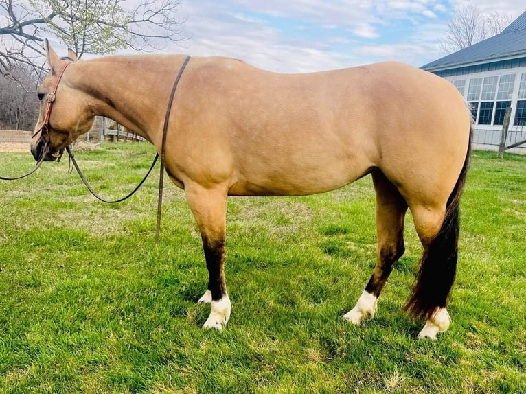 American Quarter Horse Giumenta 6 Anni 147 cm Pelle di daino in Sonora KY