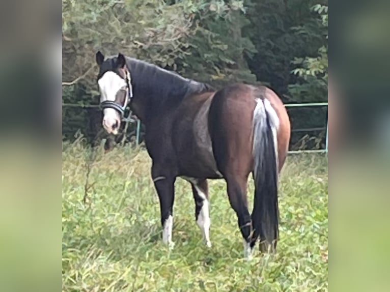 American Quarter Horse Giumenta 6 Anni 147 cm Pezzato in Burladingen