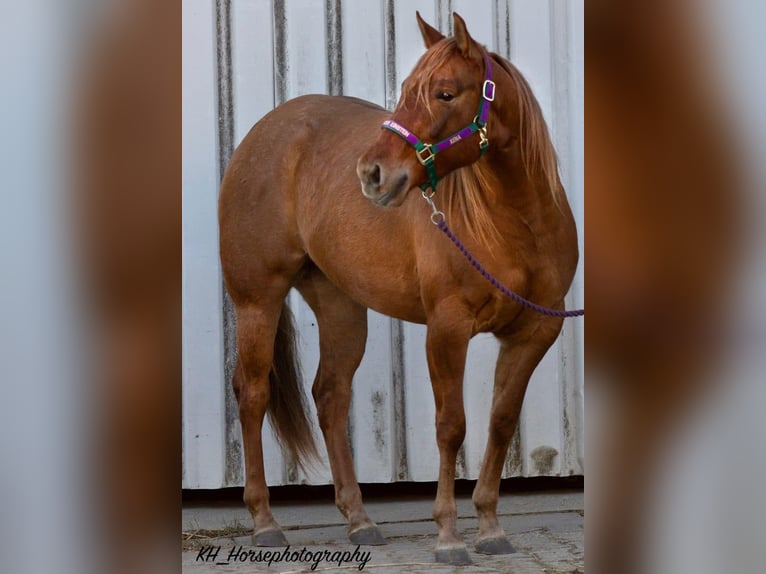 American Quarter Horse Giumenta 6 Anni 147 cm Red dun in Travelsjö