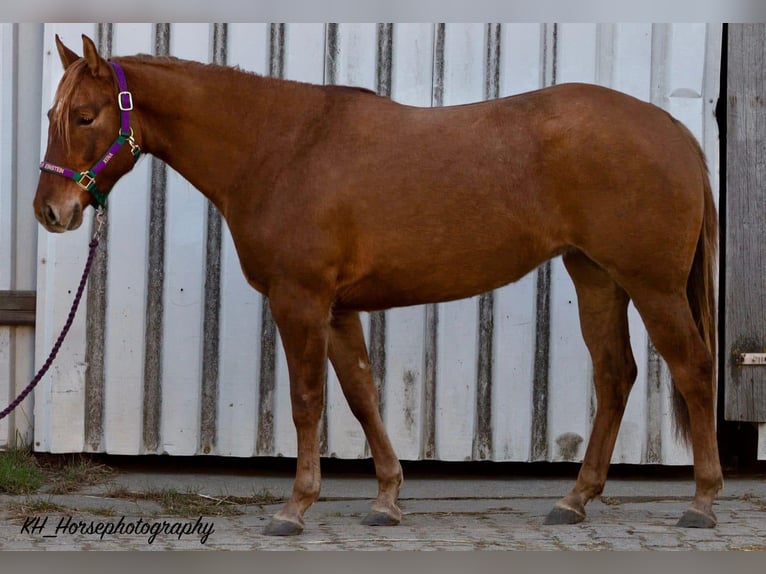American Quarter Horse Giumenta 6 Anni 147 cm Red dun in Travelsjö