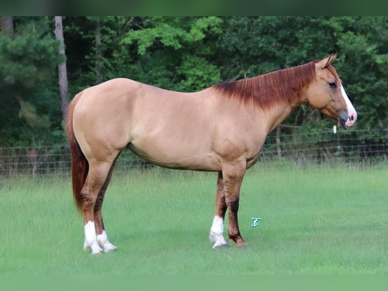 American Quarter Horse Giumenta 6 Anni 147 cm Red dun in Bloomburg, TX