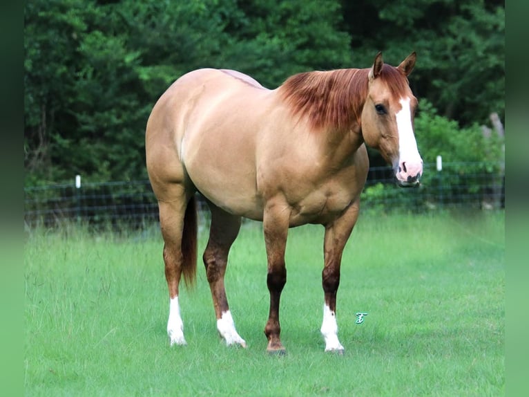 American Quarter Horse Giumenta 6 Anni 147 cm Red dun in Bloomburg, TX