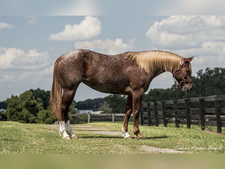 American Quarter Horse Giumenta 6 Anni 147 cm Roano rosso in Ocala, FL