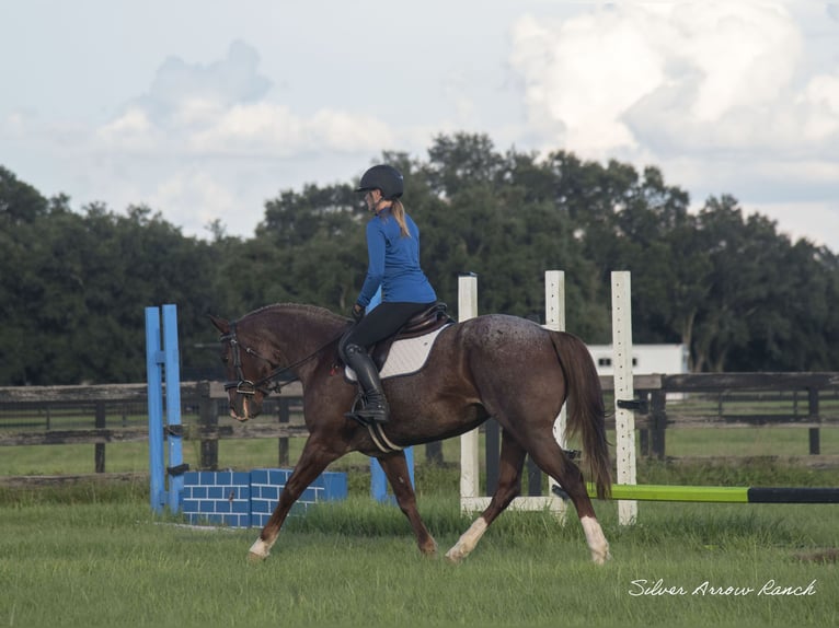 American Quarter Horse Giumenta 6 Anni 147 cm Roano rosso in Ocala, FL