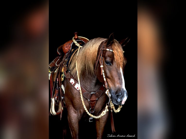 American Quarter Horse Giumenta 6 Anni 147 cm Roano rosso in Ocala, FL