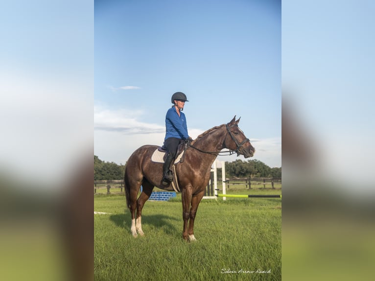 American Quarter Horse Giumenta 6 Anni 147 cm Roano rosso in Ocala, FL