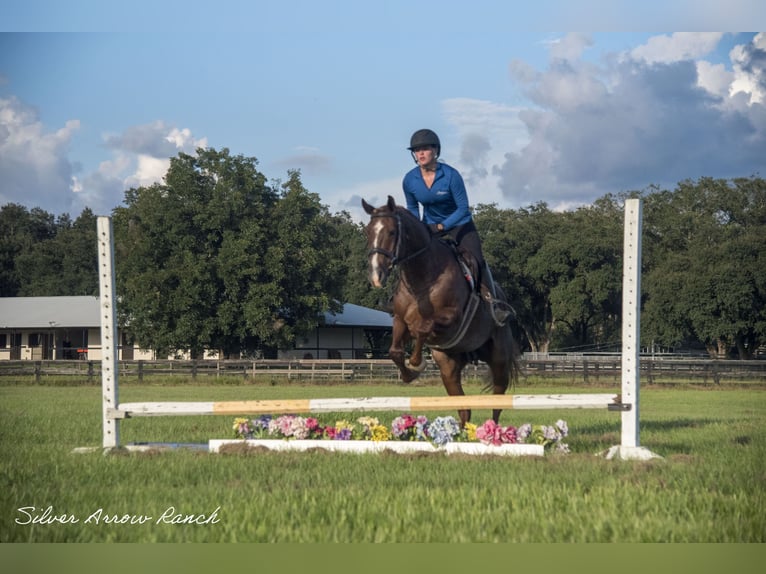 American Quarter Horse Giumenta 6 Anni 147 cm Roano rosso in Ocala, FL