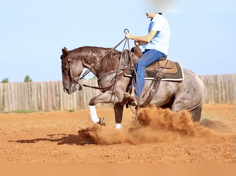 American Quarter Horse Giumenta 6 Anni 147 cm Roano rosso in Whitesboro, TX