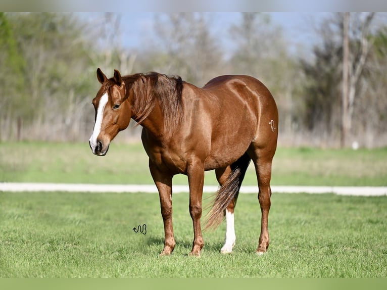American Quarter Horse Giumenta 6 Anni 147 cm Sauro ciliegia in Waco
