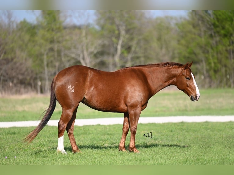 American Quarter Horse Giumenta 6 Anni 147 cm Sauro ciliegia in Waco