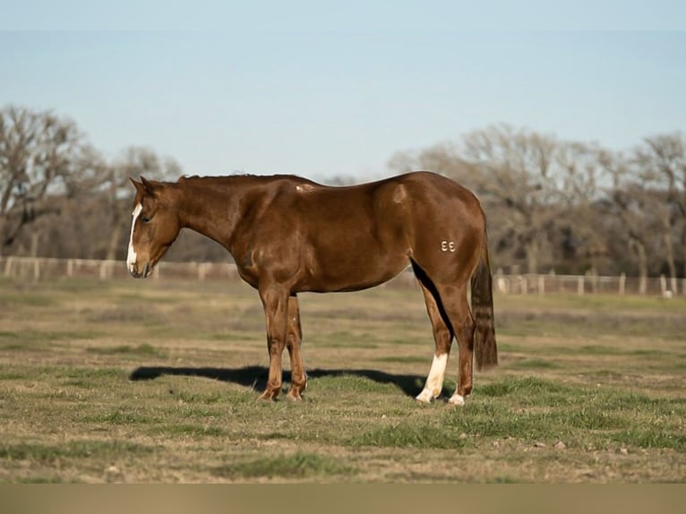 American Quarter Horse Giumenta 6 Anni 147 cm Sauro ciliegia in Kaufman