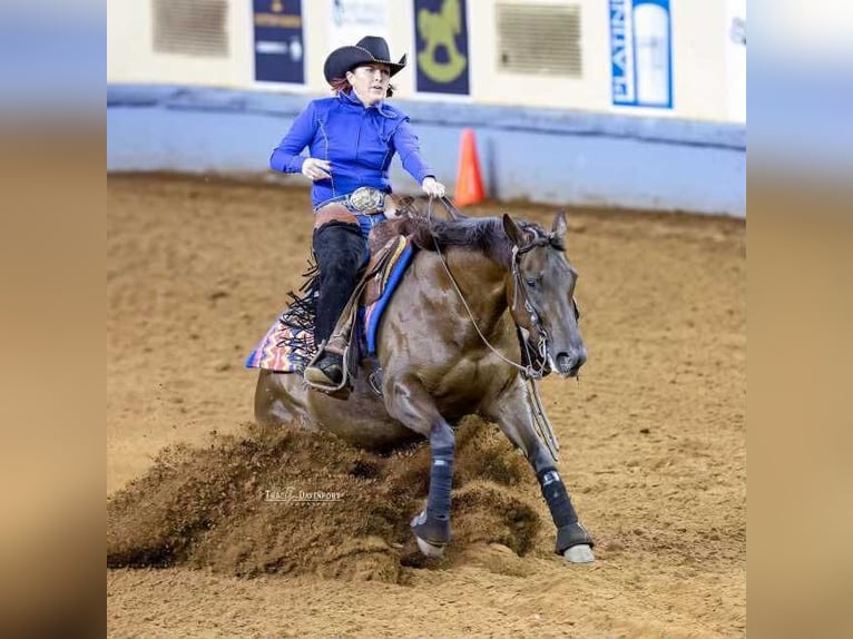 American Quarter Horse Giumenta 6 Anni 147 cm Sauro scuro in Buffalo