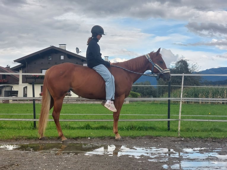 American Quarter Horse Giumenta 6 Anni 148 cm Sauro in Kirchbichl