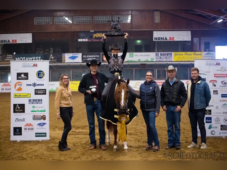 American Quarter Horse Giumenta 6 Anni 149 cm Sauro in Lüdinghausen