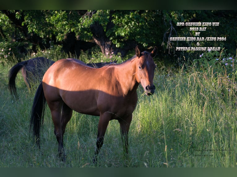 American Quarter Horse Giumenta 6 Anni 150 cm Baio in Mellingen