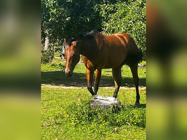 American Quarter Horse Giumenta 6 Anni 150 cm Baio in Mellingen