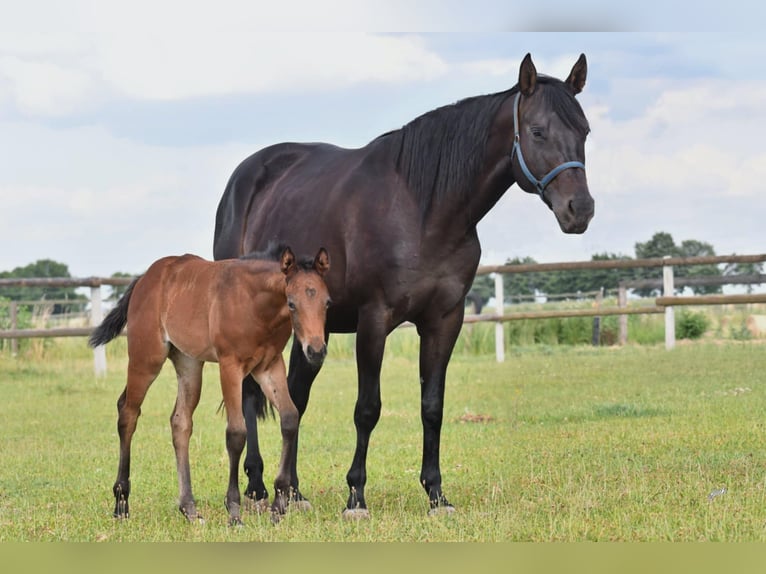 American Quarter Horse Giumenta 6 Anni 150 cm Baio in Prague American Quarter Horse Giumenta 6 Anni 150 cm Baio in Prague