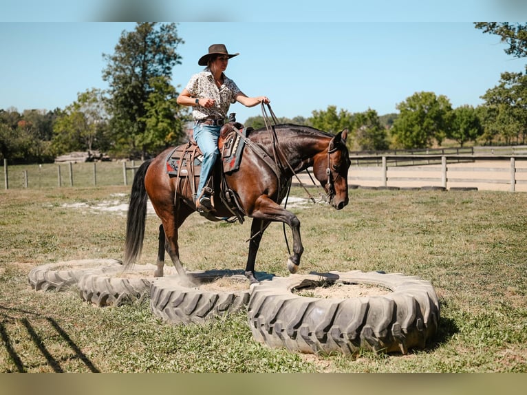 American Quarter Horse Giumenta 6 Anni 150 cm Baio roano in Apple Creek, OH