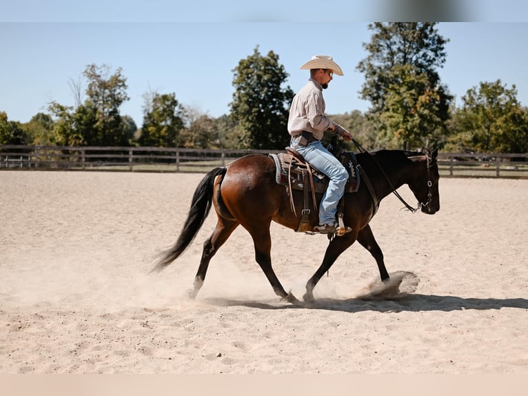 American Quarter Horse Giumenta 6 Anni 150 cm Baio roano in Apple Creek, OH