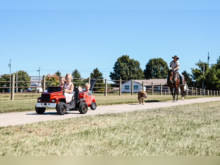 American Quarter Horse Giumenta 6 Anni 150 cm Baio roano in Apple Creek, OH