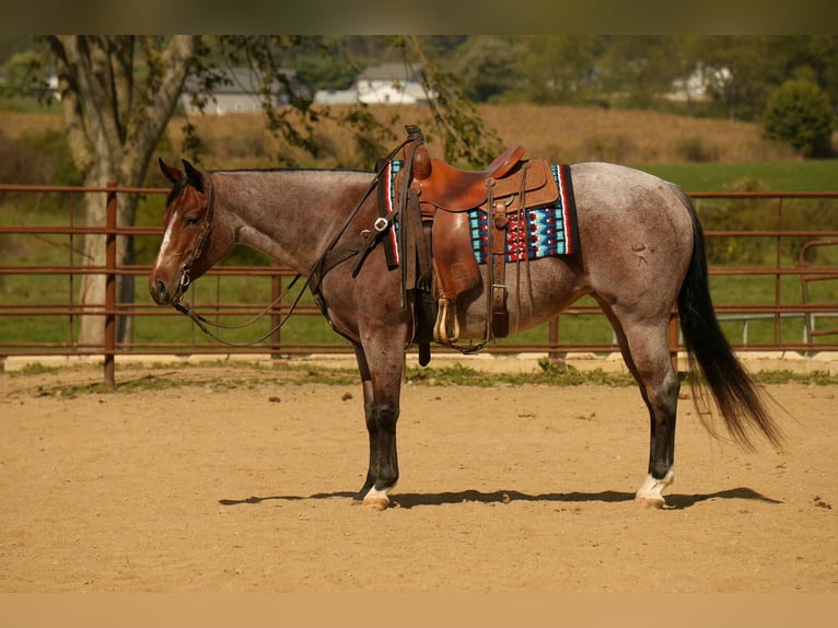 American Quarter Horse Giumenta 6 Anni 150 cm Baio roano in Fresno