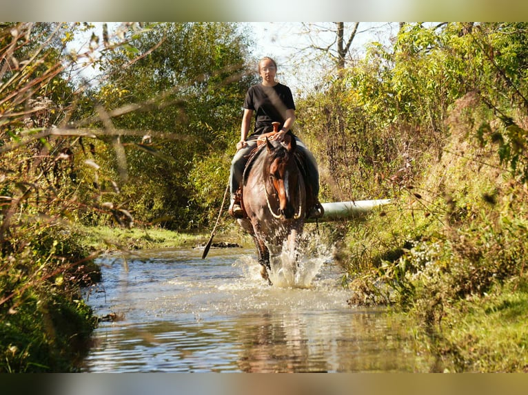 American Quarter Horse Giumenta 6 Anni 150 cm Baio roano in Fresno