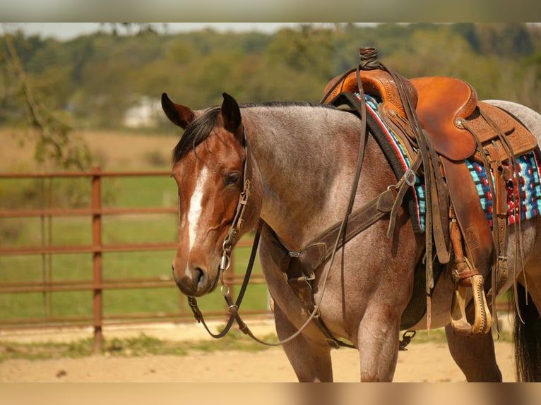 American Quarter Horse Giumenta 6 Anni 150 cm Baio roano in Fresno