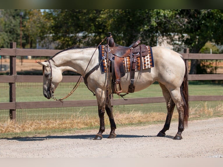 American Quarter Horse Giumenta 6 Anni 150 cm Falbo in Argyle, TX