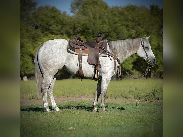 American Quarter Horse Giumenta 6 Anni 150 cm Grigio in Weatherford