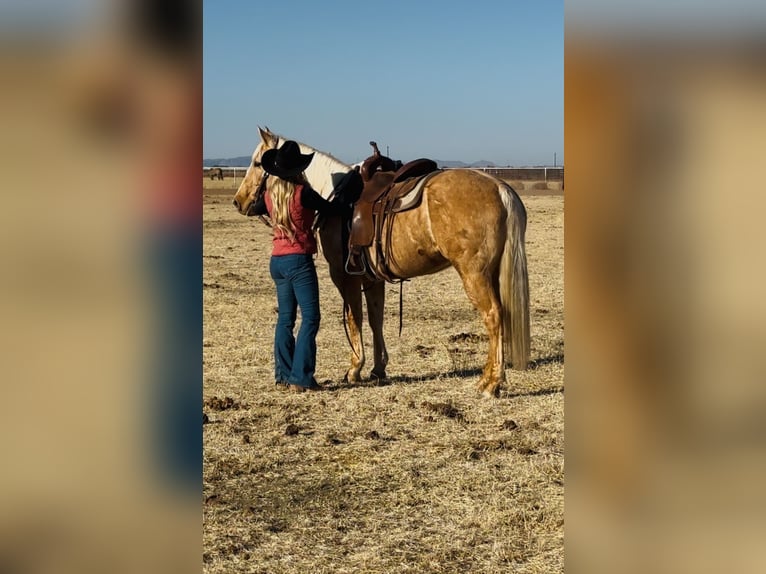 American Quarter Horse Giumenta 6 Anni 150 cm Palomino in Lipan, TX