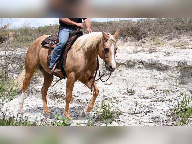 American Quarter Horse Giumenta 6 Anni 150 cm Palomino in Waco