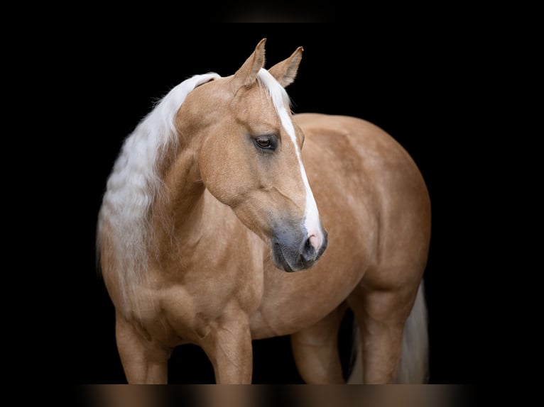 American Quarter Horse Giumenta 6 Anni 150 cm Palomino in Issum