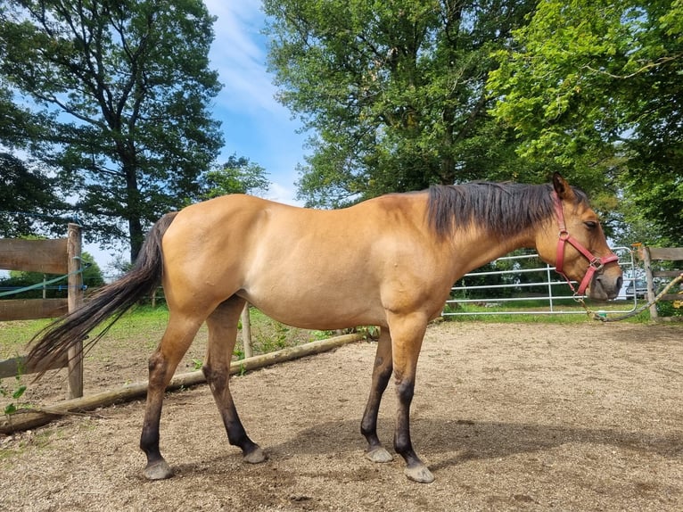 American Quarter Horse Giumenta 6 Anni 150 cm Pelle di daino in Olang