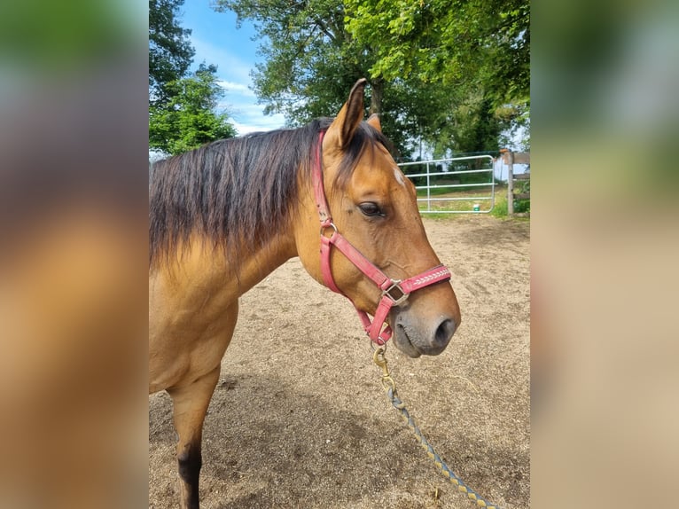 American Quarter Horse Giumenta 6 Anni 150 cm Pelle di daino in Olang